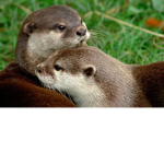 The otter..... .potato