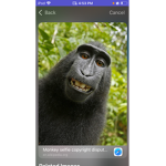 monkeY only pls