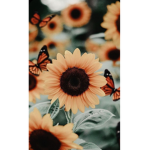 Kiwi squad love y’all
