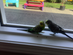 Sushi| |birds