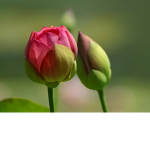 BUD