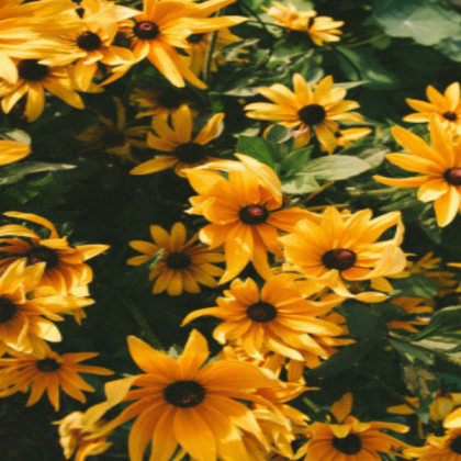 yellow aesthetic Roblox decal