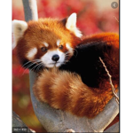 Kee way the red panda squad