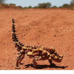 Thorny Devil Studios