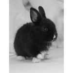 Hoppy bunny