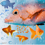 The fish room