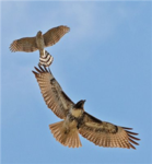 Epic Hawks