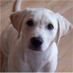 Please Help Stop Animal Cruelty