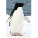 save penguins