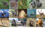 Animal Group :) ;)