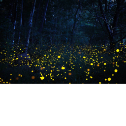 luminous night
