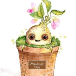 Mandragora