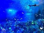 Aquarium...
