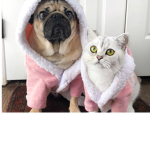 The Cutest Pugs