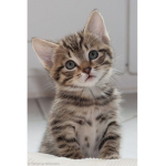 *~Kittens~*