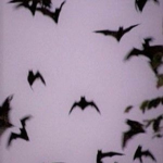 Vakroui's Bats