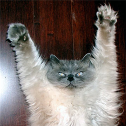 Scary cat Roblox decal