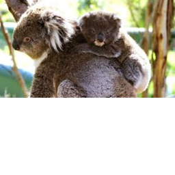 Sloth Hotel!