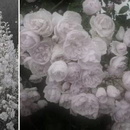 🌹