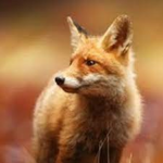 RedStoneFoxGaming Group