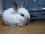 Bunny Island Themepark