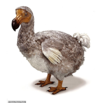 do do bird clan op