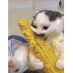 CORNCATS