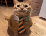 ‘pawzzzy