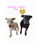 Dog jump