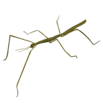 Stickbug developments
