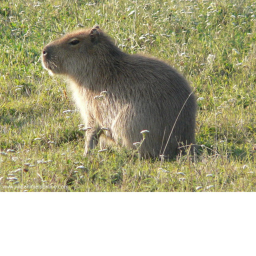 SURVIVE CAPYBARA 😨 😨 😨 😨 😨  *NEW*