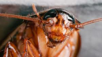 I like roach’s