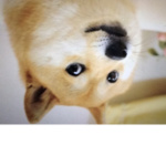 Teh Doge Fan Group