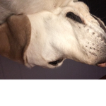 Dog fams for life