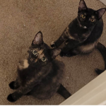 Join this group if your obsessed with cats!