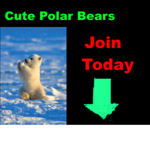 cute polar bears