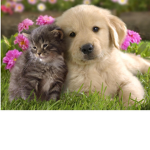 puppy fans are out there
