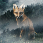 #Forestfoxes