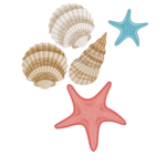 Blair’s seashells