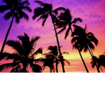 Sunset plams