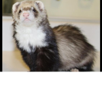 Ferrets are amazing