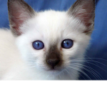 The cat nation :3