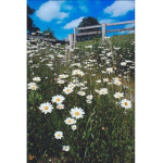 floral & freinds