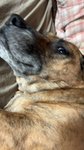 Help Dogs!