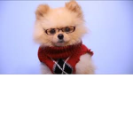 puppys lol cute
