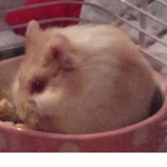 HAMSTER RAIDER BOIS