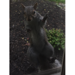 Squirrels Gang