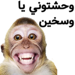 Timeless Monke's