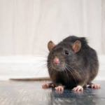 Ｒａｔ Ｈｏｕｓｅ V