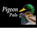 PigeonYT Fan Group